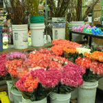 Thumbnail image for A Spring Stroll through the Flower Market